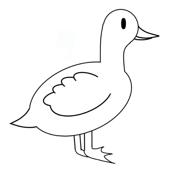 dessin canard etape 10