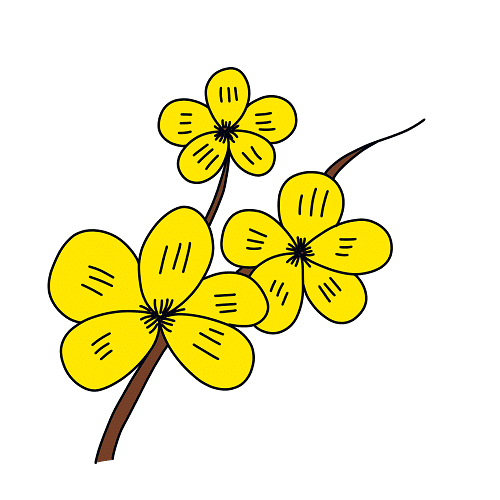 apricot-flowers-drawing-step-4