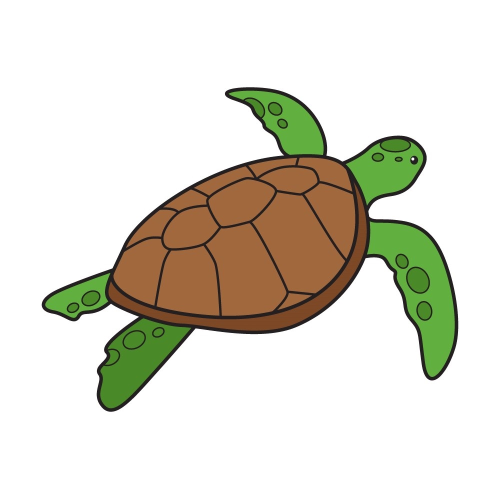 dessin-tortue-etape-7