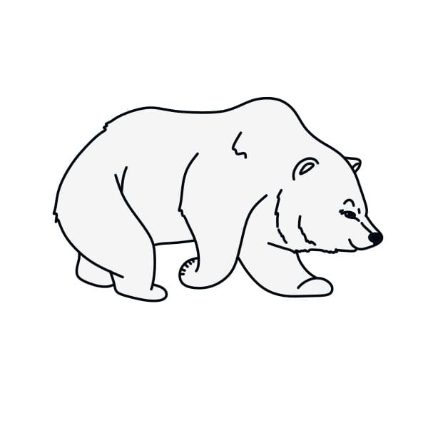 dessin-ours-polaire-etape9