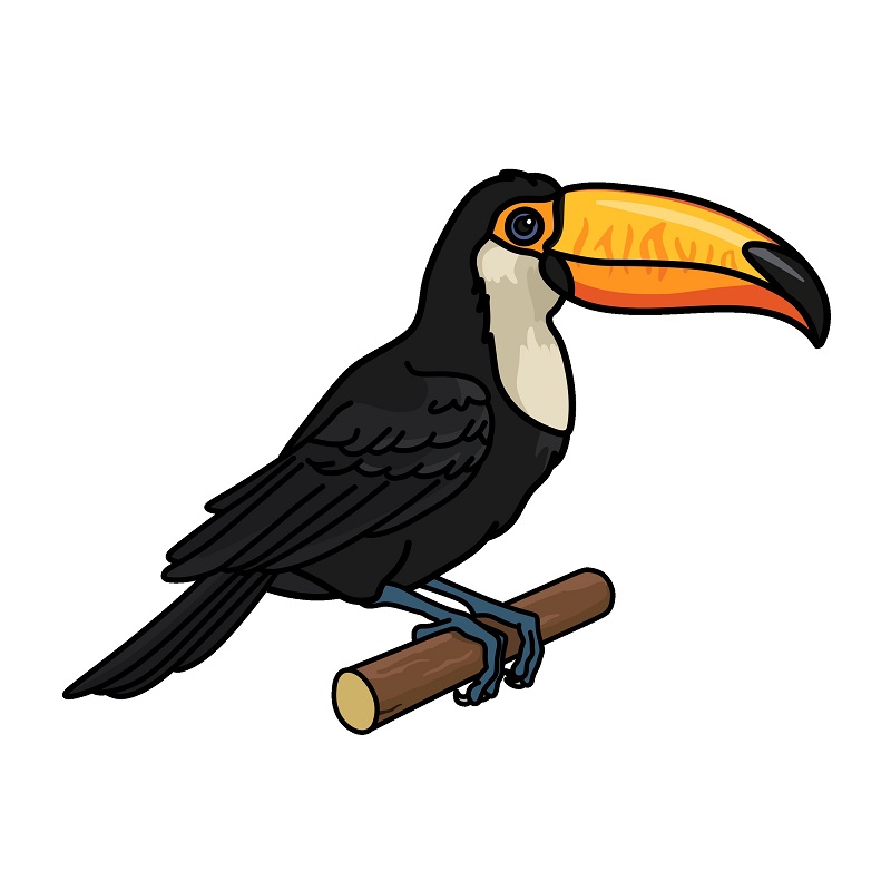 Toucan 1 (10)