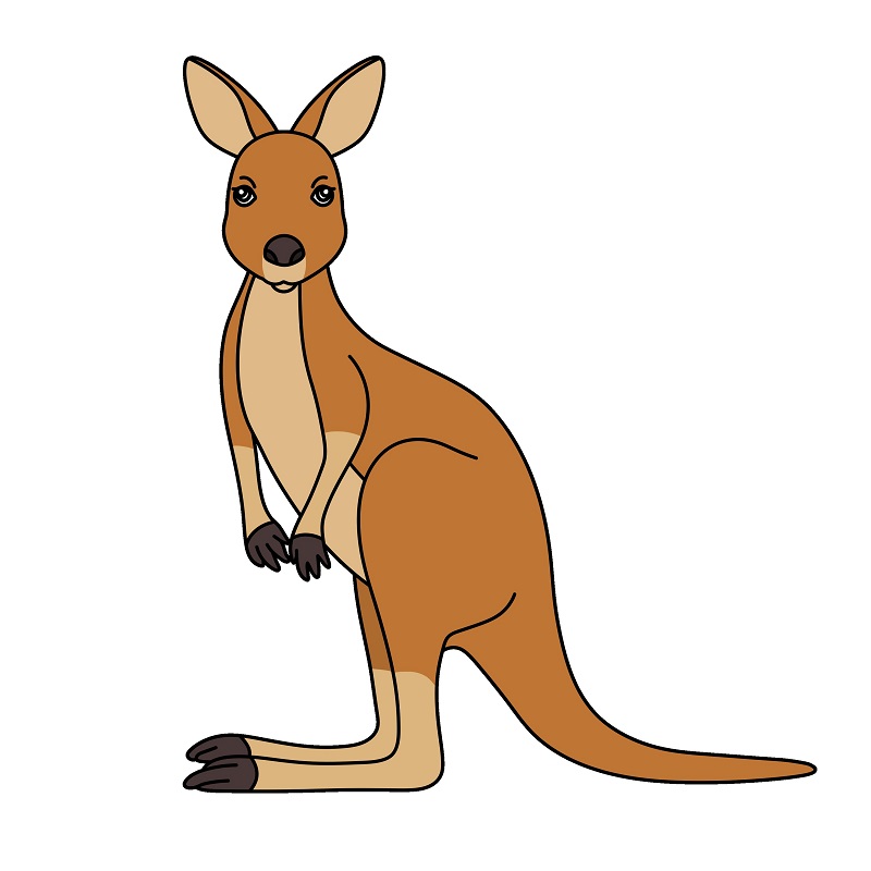 Kangaroo 3 (8)