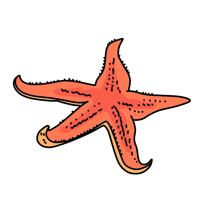 Starfish 5 (6)